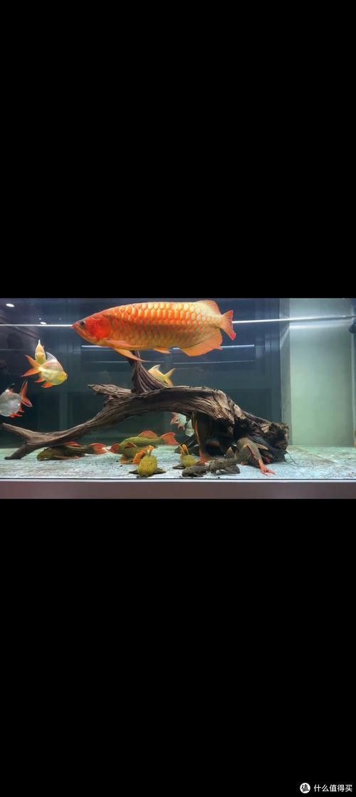 龍魚魚缸布景照片高清 龍魚魚缸布景照片高清 龍魚百科 第29張