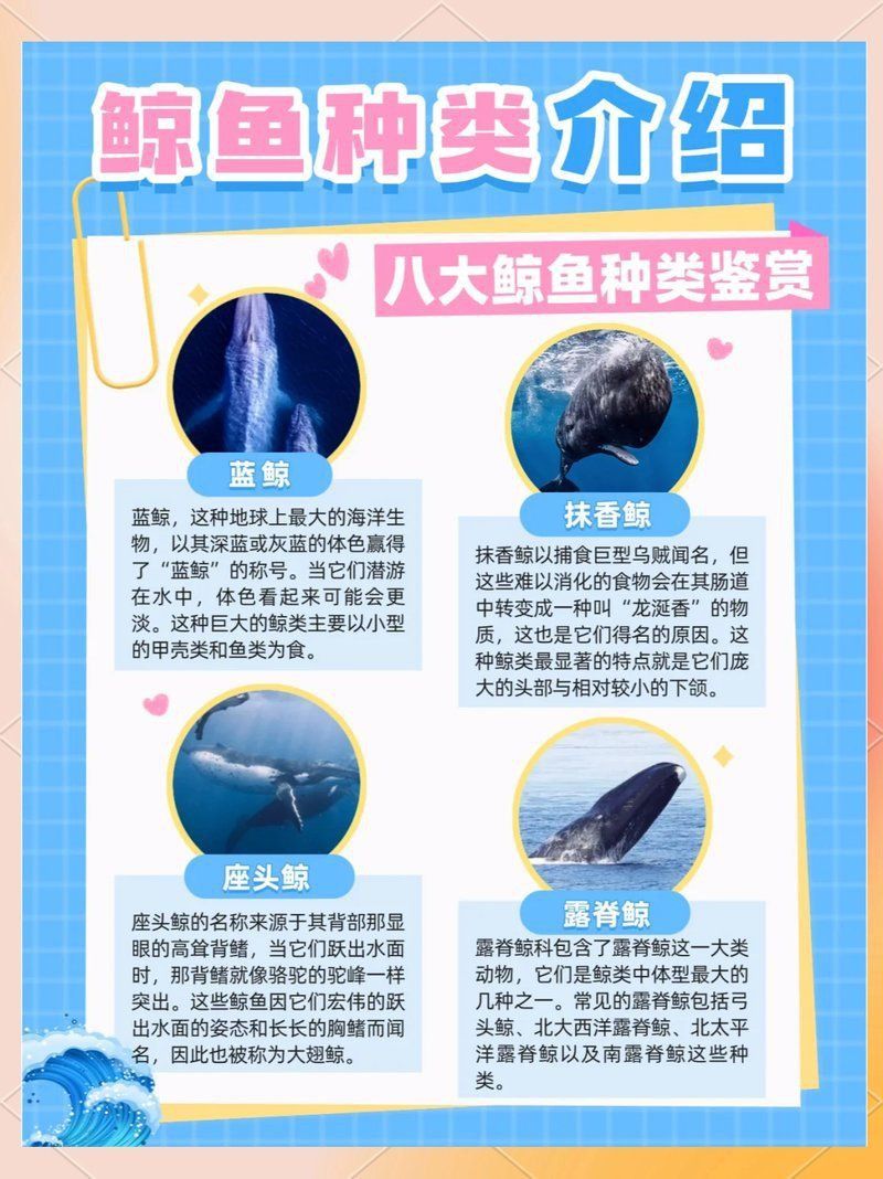 鯨魚名稱大全
