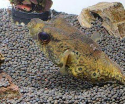 龍魚吃了狗頭魚會(huì)死嗎？：龍魚吃了狗頭魚會(huì)導(dǎo)致死亡，飼養(yǎng)者應(yīng)該避免將龍魚與狗頭魚混養(yǎng)