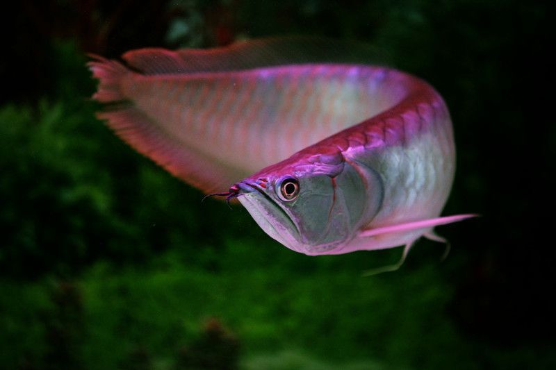 家里養(yǎng)銀龍魚好還是招財(cái)好呢（銀龍魚與招財(cái)魚混養(yǎng)的注意事項(xiàng)）