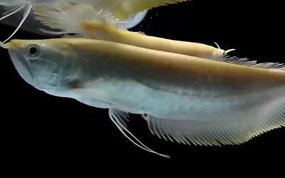 銀龍魚吃什么飼料最好（銀龍魚最佳飼料選擇） 銀龍魚吃什么飼料最好（銀龍魚最佳飼料選擇） 龍魚百科 第1張
