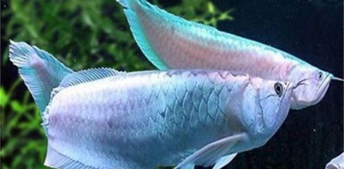 銀龍魚吃什么飼料最好（銀龍魚最佳飼料選擇） 銀龍魚吃什么飼料最好（銀龍魚最佳飼料選擇） 龍魚百科 第2張