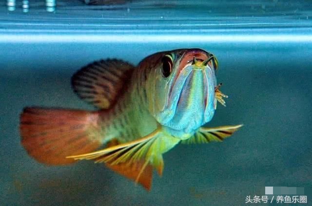 龍魚嘴巴撞爛了怎么辦（龍魚嘴巴撞爛了怎么辦龍魚嘴巴撞爛了怎么辦）