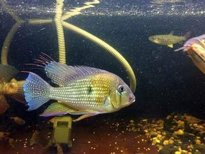 龍魚不吃東西是怎么回事兒呀：對于你的問題，主要原因可能有以下幾點