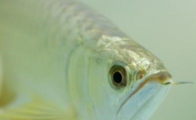 龍魚治療期間可以開燈嗎為什么：龍魚在治療期間可以開燈但需要注意控制光照時(shí)間和強(qiáng)度