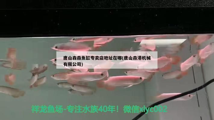 紅龍魚要吃什么魚糧好吃又營養（紅龍魚要吃什么魚糧好吃又營養呢）