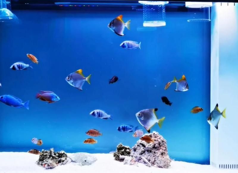 藍寶石魚最佳配魚混養 藍寶石魚最佳配魚混養 龍魚百科 第1張