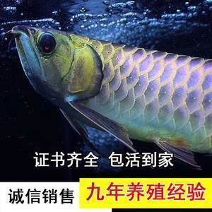紅龍魚養殖成本高嗎（紅龍魚養殖設備選購指南）
