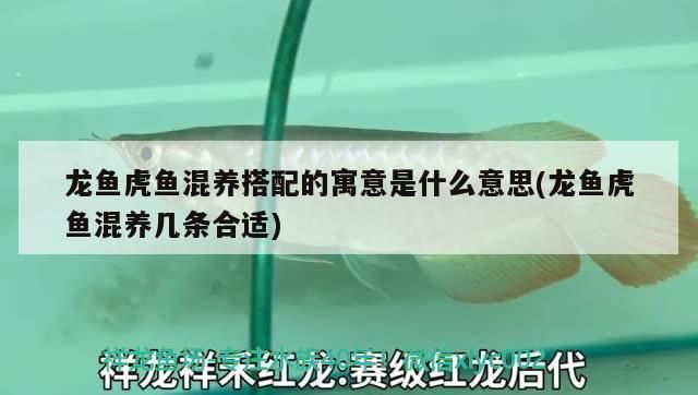 龍魚虎魚配什么魚好：龍魚和虎魚配對(duì)時(shí)需要考慮到這些差異，以確保魚缸生態(tài)系統(tǒng)平衡