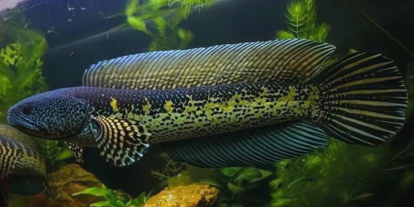 養雷龍魚魚缸怎么布置好看 養雷龍魚魚缸怎么布置好看 龍魚百科 第12張