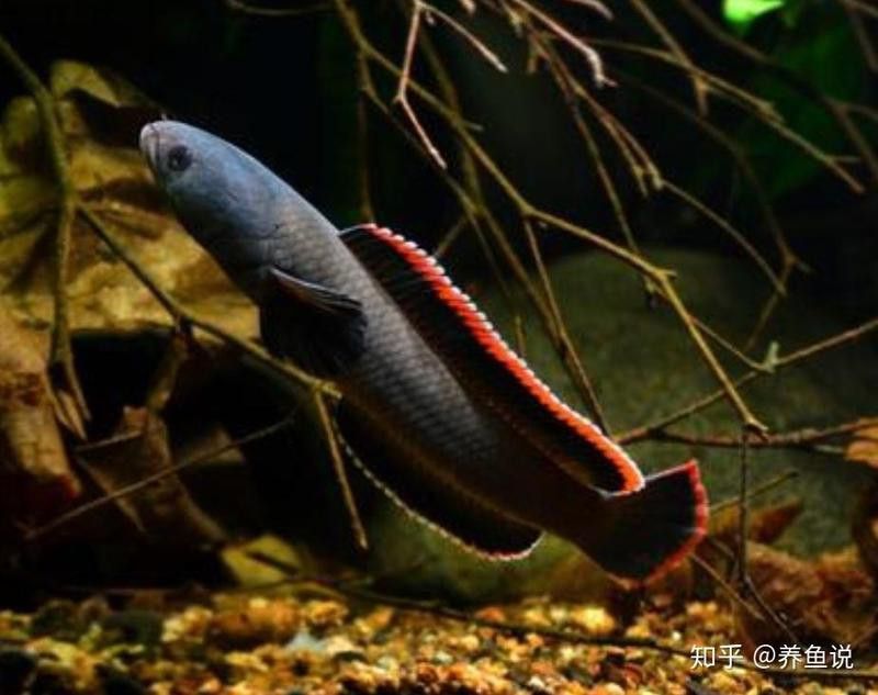 養雷龍魚魚缸怎么布置好看 養雷龍魚魚缸怎么布置好看 龍魚百科 第13張