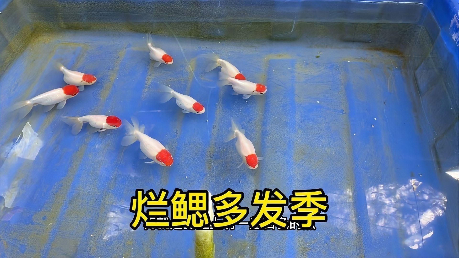 如何預(yù)防魚(yú)鰓爛？