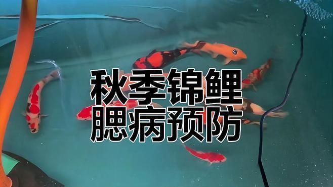 如何預(yù)防魚(yú)鰓爛？