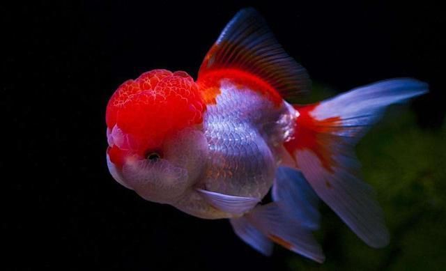 龍魚白點(diǎn)病和水霉病的區(qū)別在哪里：羅漢魚的水霉病怎么治 龍魚白點(diǎn)病和水霉病的區(qū)別在哪里：羅漢魚的水霉病怎么治 龍魚百科 第1張