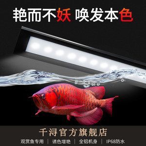 龍魚(yú)增艷燈和發(fā)色燈的區(qū)別圖片：龍魚(yú)增艷燈與發(fā)色燈在功能上的主要區(qū)別 龍魚(yú)增艷燈和發(fā)色燈的區(qū)別圖片：龍魚(yú)增艷燈與發(fā)色燈在功能上的主要區(qū)別 龍魚(yú)百科 第5張