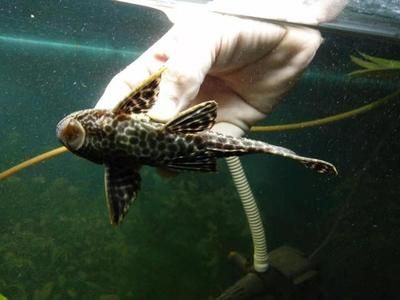 龍魚身上長疙瘩怎么回事（龍魚身上長疙瘩可能是由多種因素引起）