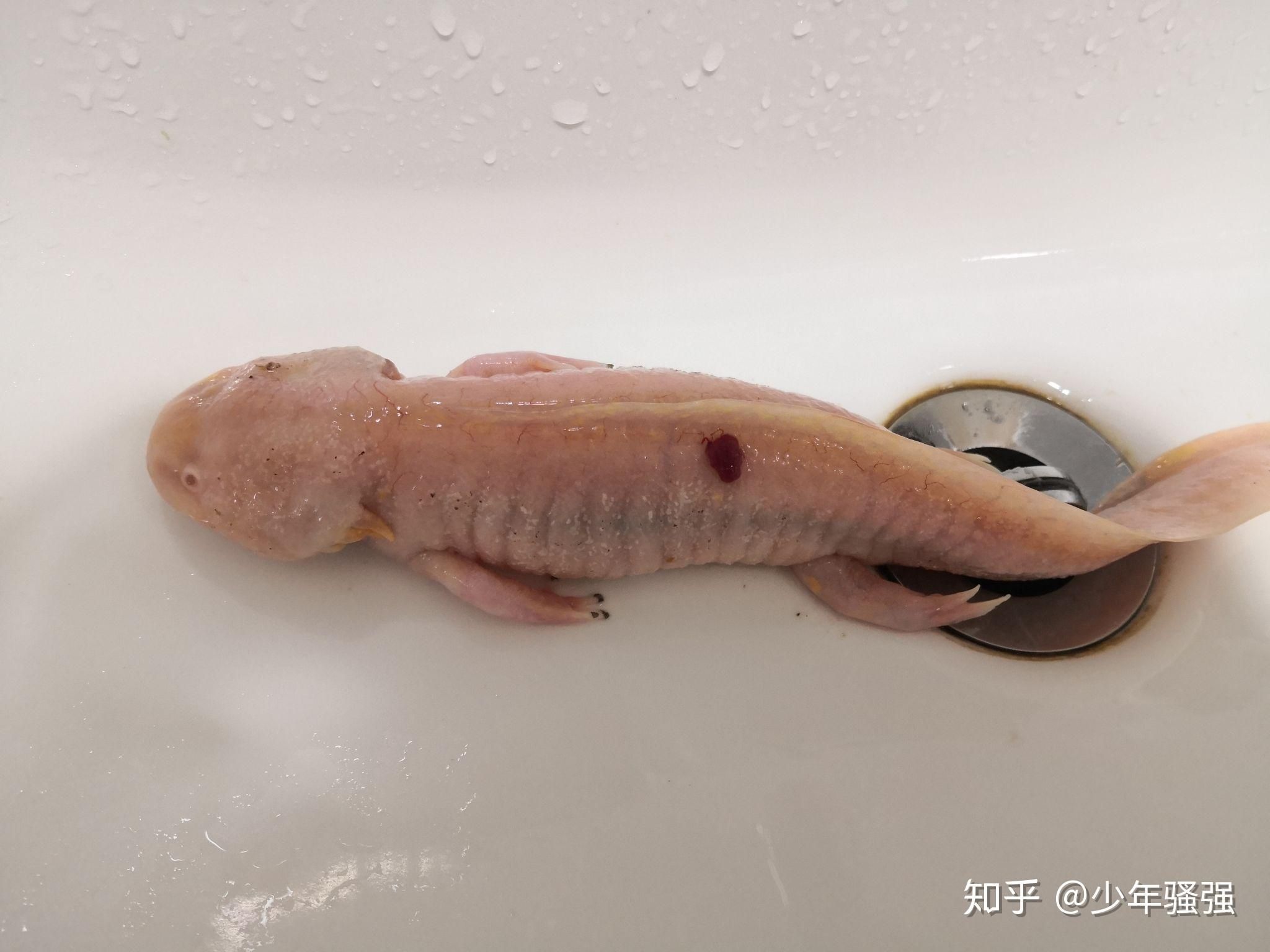 龍魚身上長疙瘩怎么回事（龍魚身上長疙瘩可能是由多種因素引起）