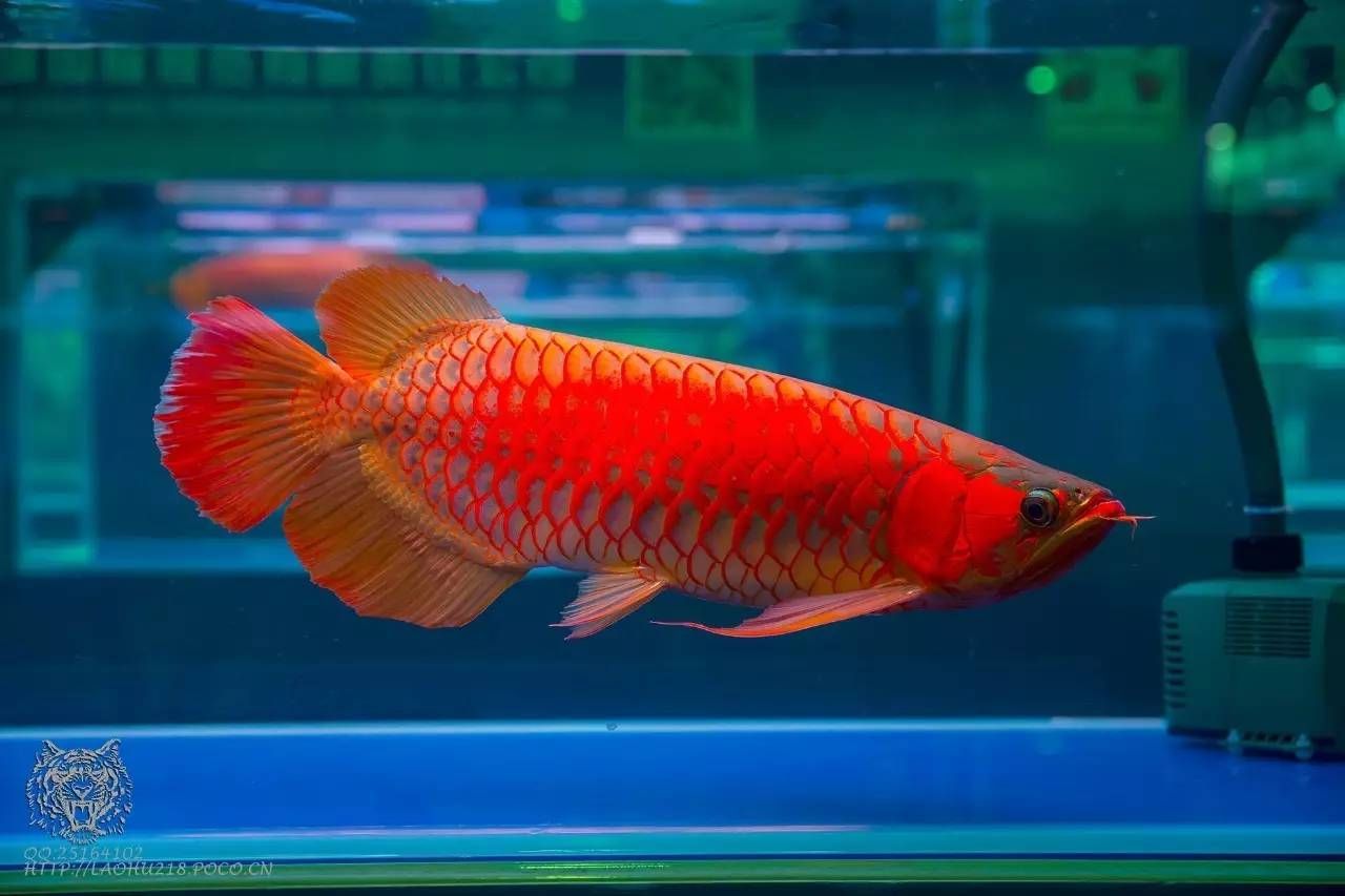 養龍魚的樂趣作文：養龍魚是一種怎樣的體驗？ 養龍魚的樂趣作文：養龍魚是一種怎樣的體驗？ 龍魚百科 第3張