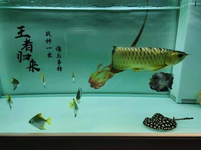 養龍魚的樂趣作文：養龍魚是一種怎樣的體驗？ 養龍魚的樂趣作文：養龍魚是一種怎樣的體驗？ 龍魚百科 第1張