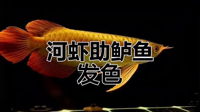 紅龍魚好養嗎,要求高嗎圖片