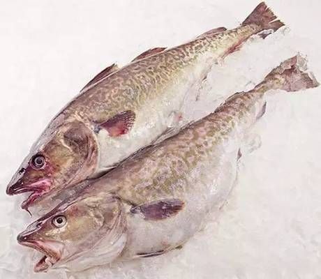 雪龍魚(yú)與鱈魚(yú)的區(qū)別：雪龍魚(yú)與鱈魚(yú)的區(qū)別,鱈魚(yú)的捕撈季節(jié)