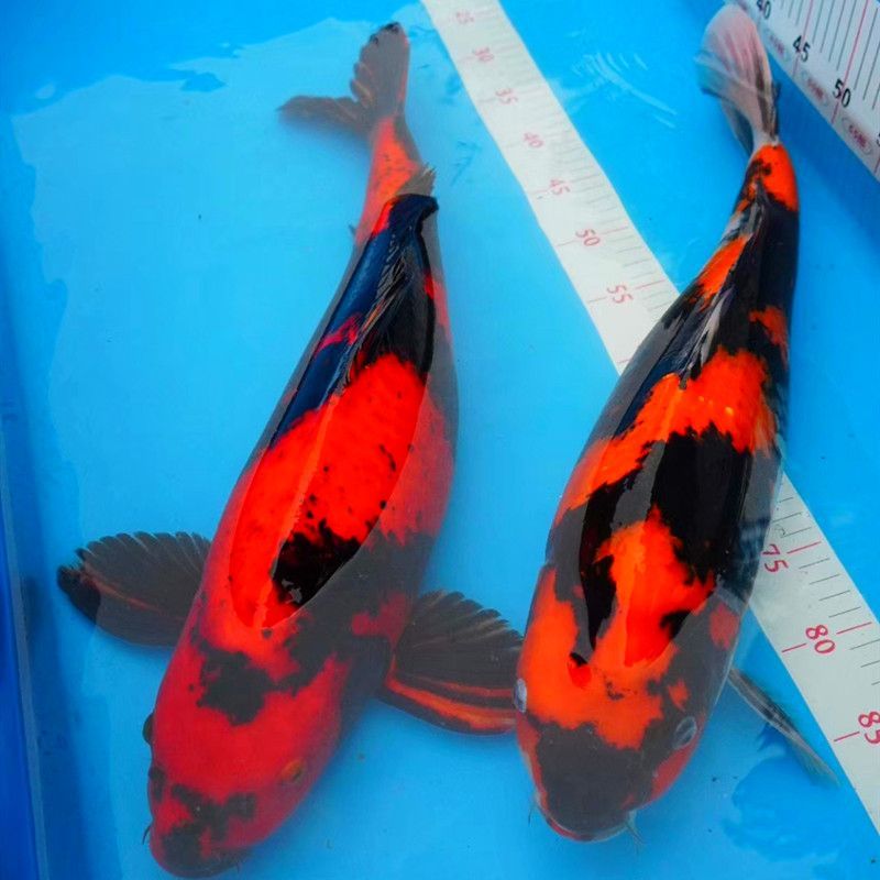 上海進口觀賞魚品種介紹：上海進口觀賞魚養殖技術要點