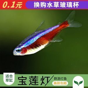 上海進口觀賞魚品種介紹：上海進口觀賞魚養殖技術要點