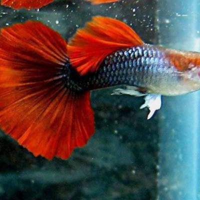 上海進口觀賞魚品種介紹：上海進口觀賞魚養殖技術要點