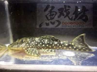 上海進口觀賞魚品種介紹：上海進口觀賞魚養殖技術要點