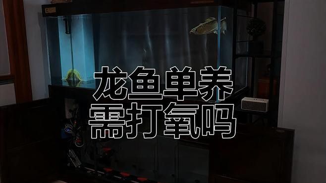 龍魚必須打氧嗎為什么