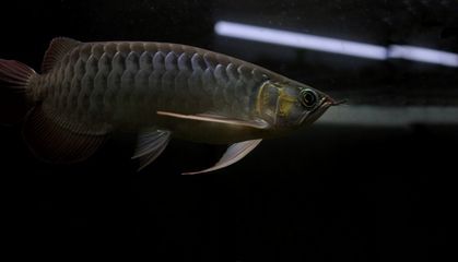 龍魚洗底什么意思（龍魚洗底的最佳光照條件是什么水質管理對龍魚洗底有何影響）