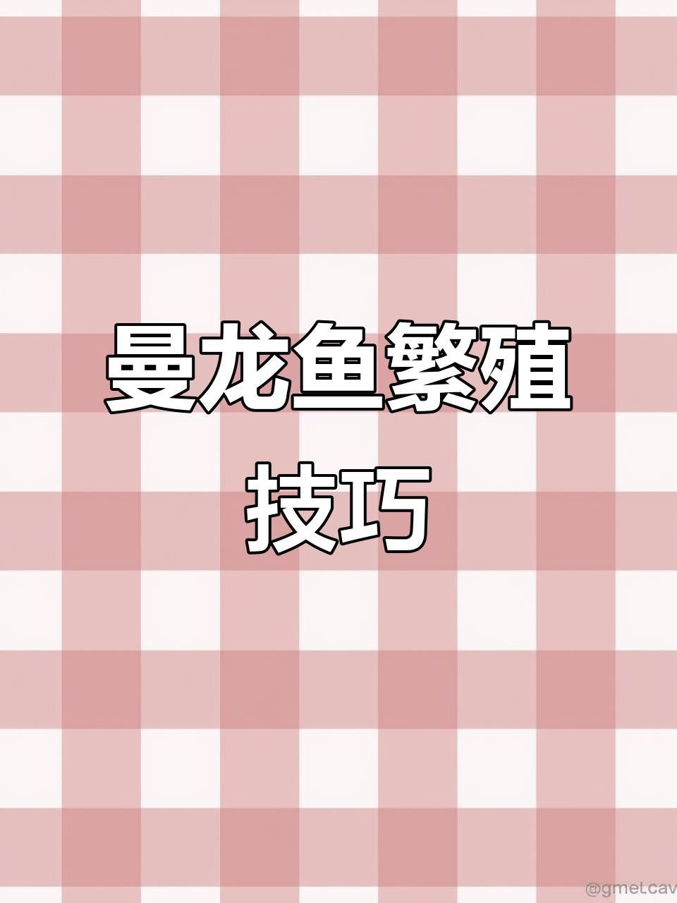 曼龍魚繁殖后如何管理？