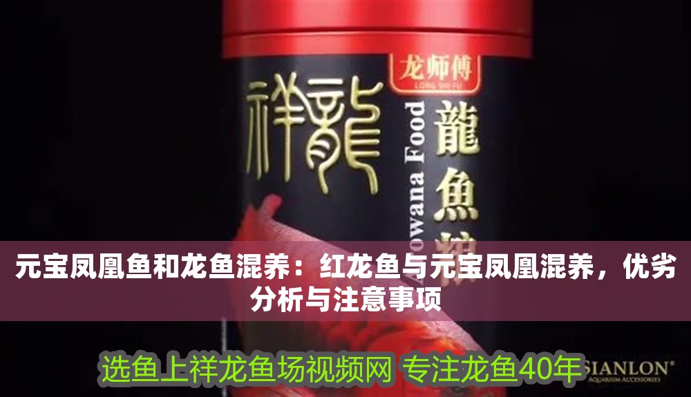 元寶鳳凰魚和龍魚混養：紅龍魚與元寶鳳凰混養，優劣分析與注意事項