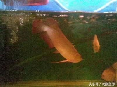 龍魚下了麻藥就死了什么原因造成的：龍魚在麻醉后為什么會死亡？