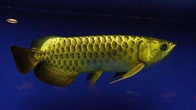 金龍魚是啥魚啊 金龍魚是啥魚啊 龍魚百科 第2張