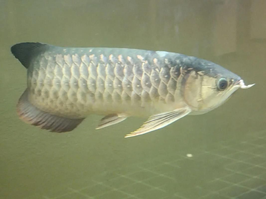 野生海龍魚的圖片欣賞 野生海龍魚的圖片欣賞 龍魚百科 第13張