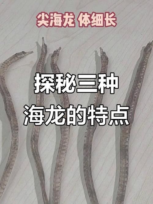 野生海龍魚的圖片欣賞 野生海龍魚的圖片欣賞 龍魚百科 第32張