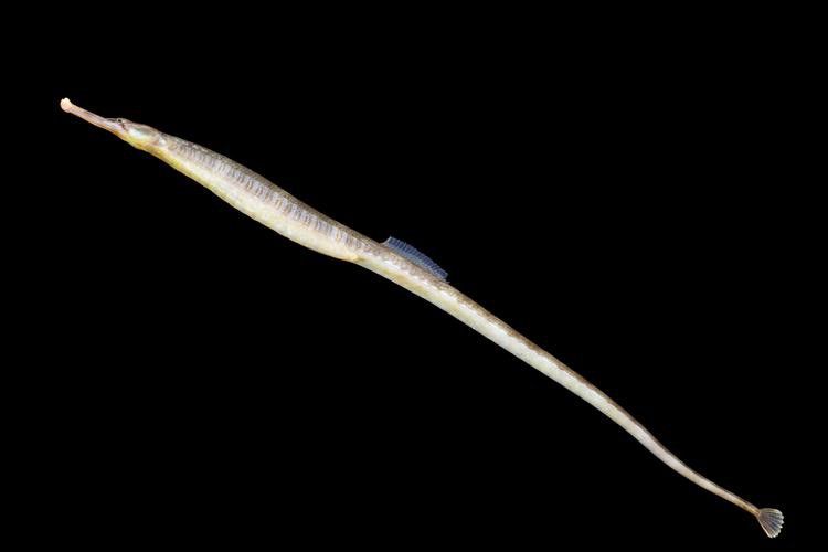 野生海龍魚的圖片欣賞 野生海龍魚的圖片欣賞 龍魚百科 第30張