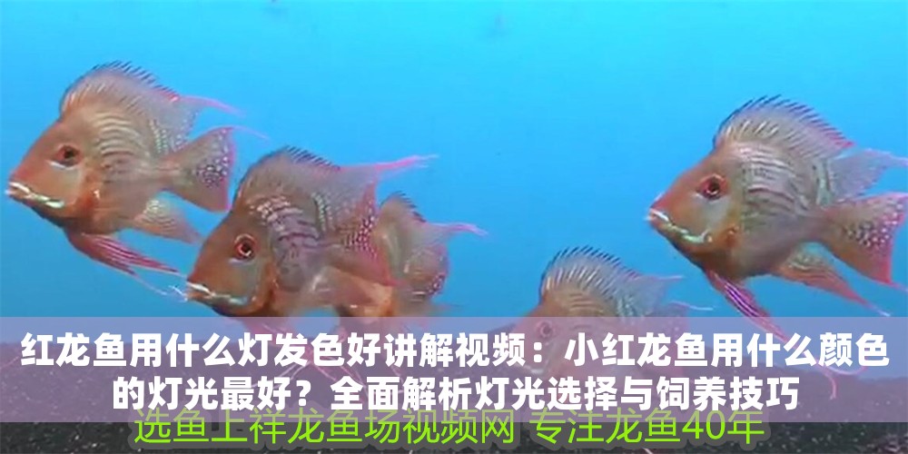 紅龍魚用什么燈發(fā)色好講解視頻：小紅龍魚用什么顏色的燈光最好？全面解析燈光選擇與飼養(yǎng)技巧