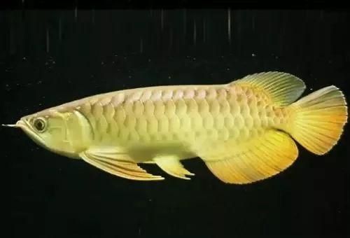 養龍魚需要了解哪些技術知識：養龍魚的基本技術知識