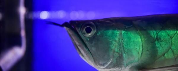 龍魚爛魚鰭：養(yǎng)殖龍魚時(shí)出現(xiàn)爛魚鰭的現(xiàn)象，龍魚爛鰭病的預(yù)防技巧