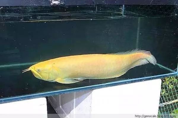 銀龍魚發(fā)色過程圖片大全大圖