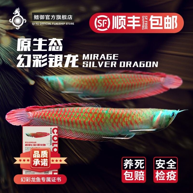 銀龍魚發色過程圖片大全大圖
