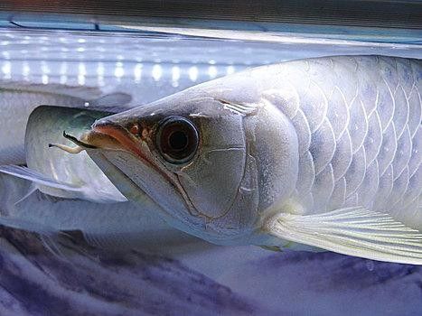 銀龍魚是什么樣的圖片
