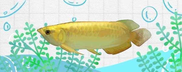 金龍魚喂小魚：關于金龍魚喂食小魚的一些要點