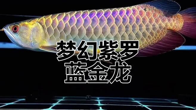 金龍魚有什么顏色的