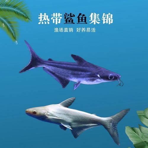 藍(lán)鯊魚可以和龍魚混養(yǎng)嗎圖片