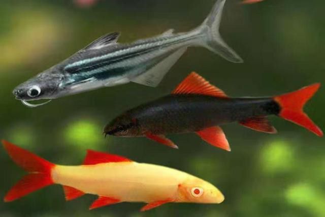 藍(lán)鯊魚可以和龍魚混養(yǎng)嗎圖片