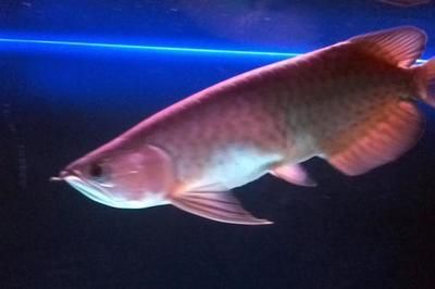 龍魚輕微沉頭游動(dòng)正常嗎：龍魚輕微沉頭游動(dòng)正常嗎龍魚輕微沉頭游動(dòng)正常嗎