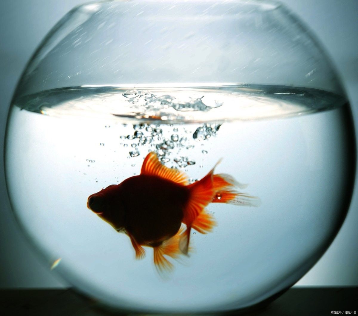 雷龍魚腹水可以自愈嗎？